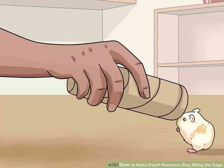 Image intitulée Faire des Hamsters Nains Arrêter de Mordre la Cage de l